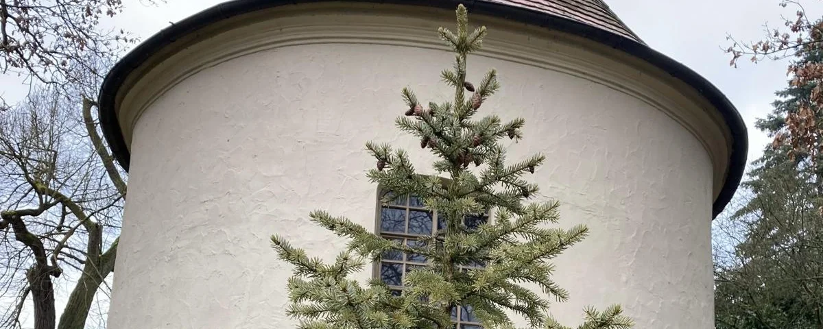 Der lebendige Weihnachtsbaum vor der Kirche in Brausndorf