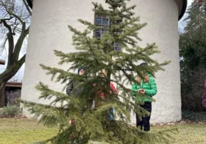 Der lebendige Weihnachtsbaum vor der Kirche in Brausndorf