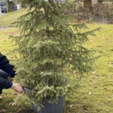 Fichte wird vor die Kirche in Braunsdorf gepflanzt  H.-J. Schröter