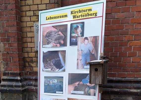 Ein Plakat mit Bildern von den Nistplätzen im Kirchturm